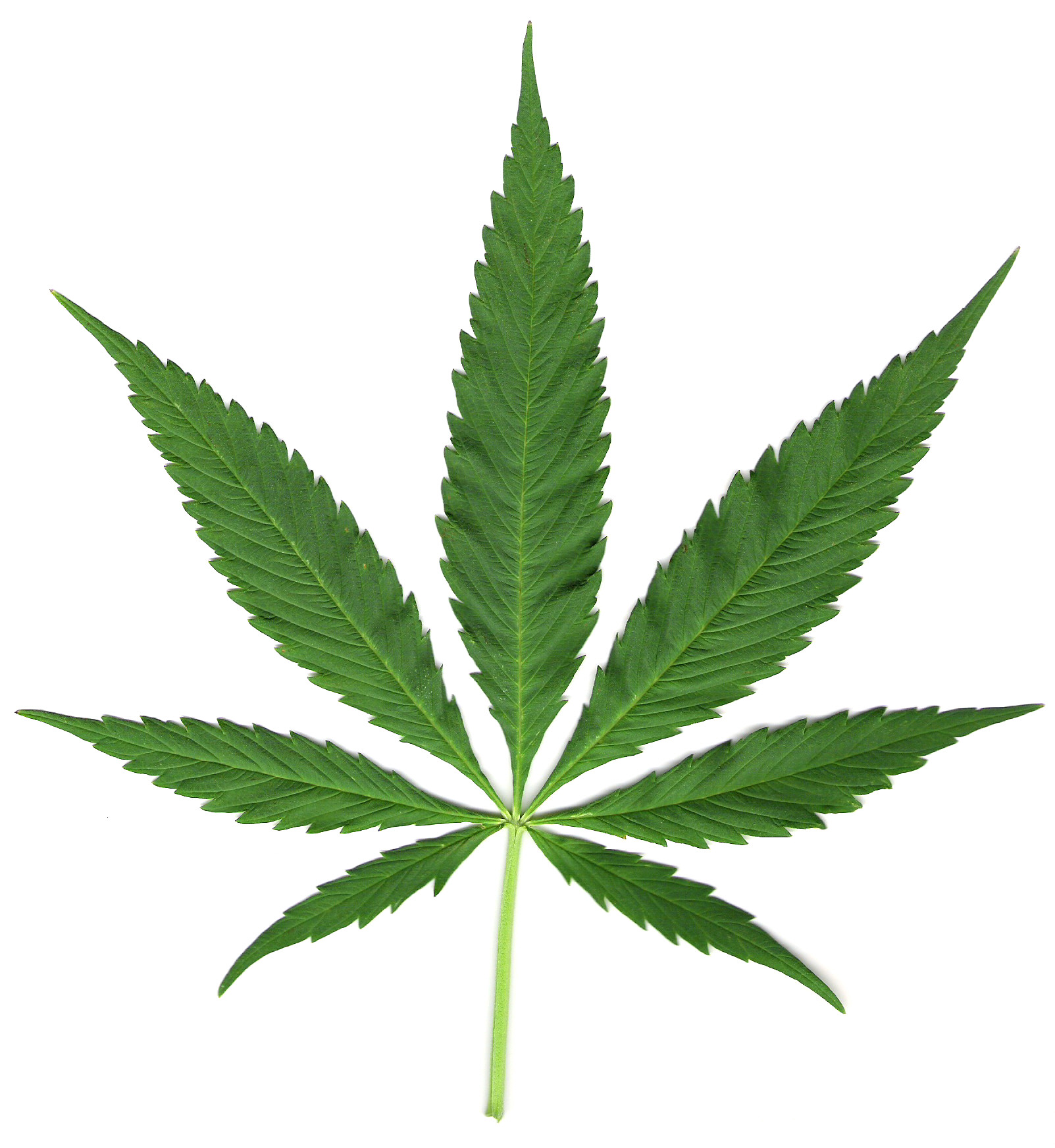 IndicaSativa